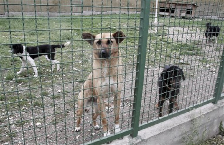 Street dogs are kept at shelter in the village of Harilac, Kosovo, on May 4.  Animal rights activists are outraged by a campaign to cull street dogs in Kosovo. Authorities in Pristina say 190 street dogs have been shot and killed in the first three weeks of the campaign. 